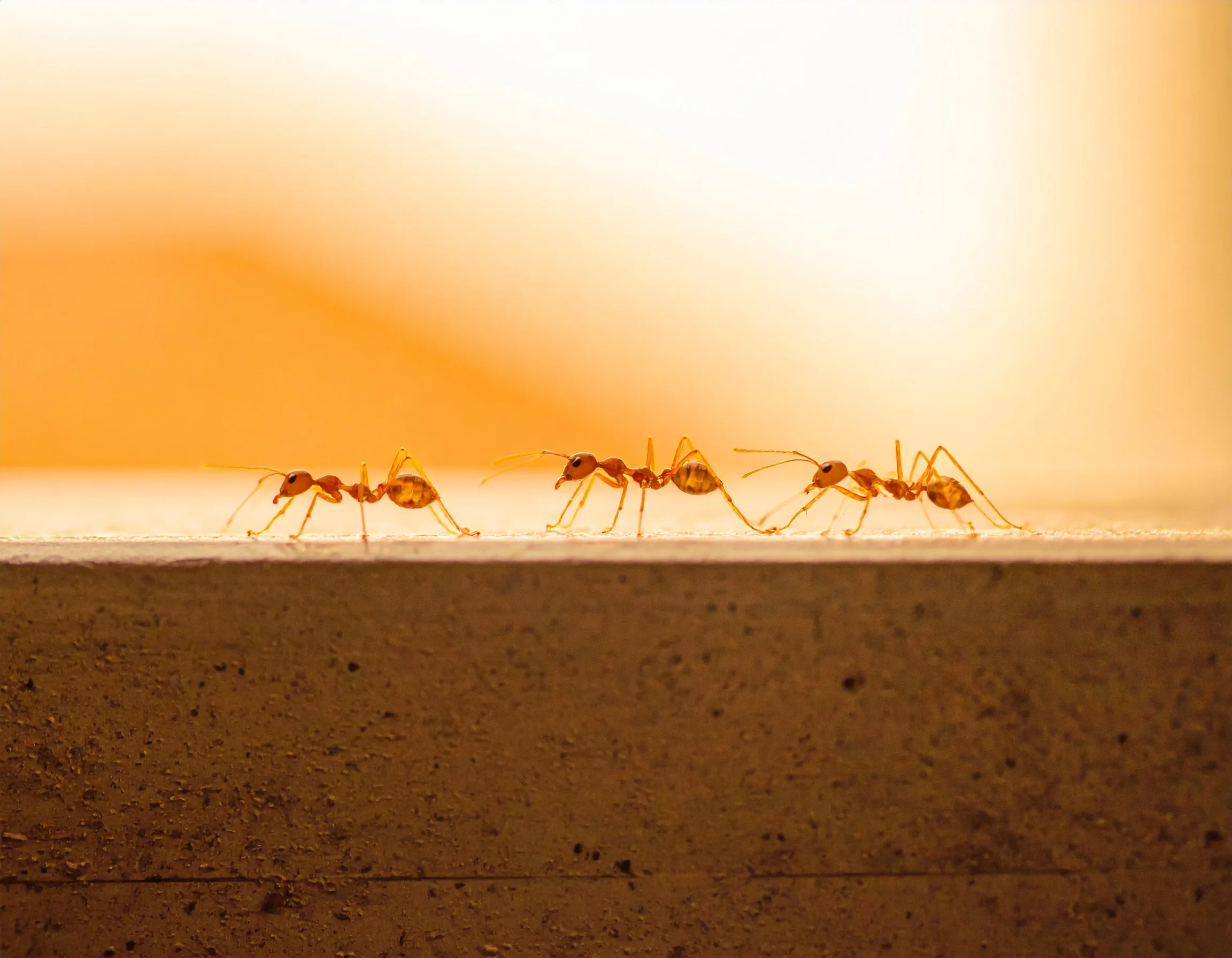 Close-up of ants walking along a kitchen baseboard.