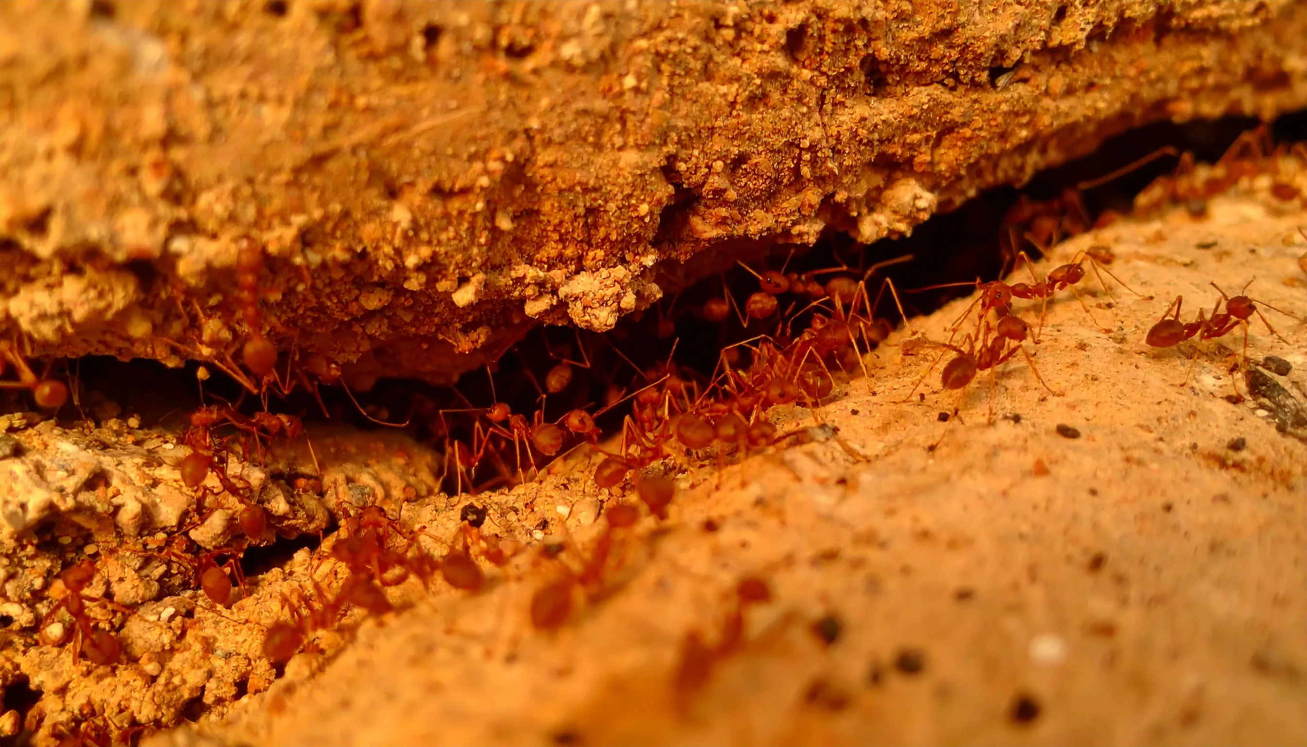 Close-up of fire ants swarming a crack in a desert home's concrete foundation.